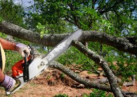 Reliable Kings Park West, VA Tree Services Solutions